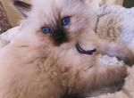 Dolly - Ragdoll Kitten For Sale - Ocala, FL, US