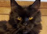 Kekoa - Maine Coon Cat For Sale - 