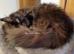 Kekoa - Maine Coon Cat For Sale - 