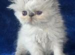 Persian blue point female - Persian Kitten For Sale - Long Beach, CA, US
