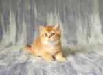 Copper - British Shorthair Kitten For Sale - Denver, CO, US