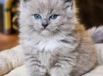 Blue sepia mitted - Ragdoll Kitten For Sale - Farmville, VA, US