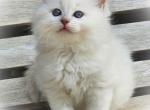 Belle - Ragdoll Kitten For Sale - Farmville, VA, US