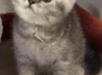 Stallone - British Shorthair Kitten For Sale - OR, US