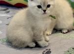 Keaton - British Shorthair Kitten For Sale - OR, US