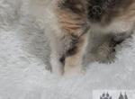 Slinky's littles - Maine Coon Kitten For Sale - 