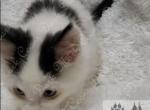 Lottis littles - Maine Coon Kitten For Sale - 