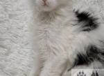 Trinity litter - Maine Coon Kitten For Sale - 