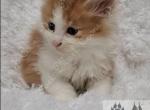 Tiger Lily's Litter - Maine Coon Kitten For Sale - Ellenton, FL, US