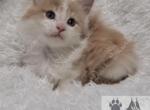 Vada's Littles - Maine Coon Kitten For Sale - Ellenton, FL, US