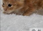 Zelda litter - Maine Coon Kitten For Sale - Ellenton, FL, US