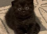 Layra - Scottish Fold Kitten For Sale - Philadelphia, PA, US