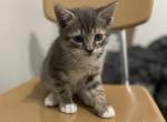 Papa - American Shorthair Kitten For Sale - Queens, NY, US