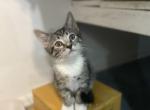 Junior - American Shorthair Kitten For Adoption - Queens, NY, US