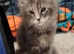 Sweets - Maine Coon Kitten For Sale - Trevor, WI, US