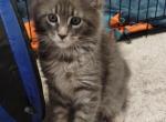 Precious - Maine Coon Kitten For Sale - Trevor, WI, US