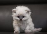 Dollface Persian Spring - Persian Kitten For Sale - Queens, NY, US