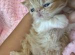 Girlygarfield - Persian Kitten For Sale - Miami, FL, US