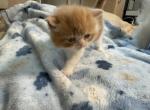 Ziggy - Exotic Kitten For Sale - 