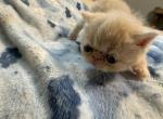 Littlecream - Exotic Kitten For Sale - 