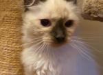 Cindy - Ragdoll Kitten For Sale - 