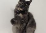 Opera - Maine Coon Kitten For Sale - Miami, FL, US