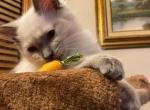 Lucky - Ragdoll Kitten For Sale - NY, US
