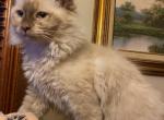Frankie - Ragdoll Kitten For Sale - 
