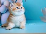 Diana - British Shorthair Kitten For Sale - Brooklyn, NY, US