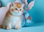 David - British Shorthair Kitten For Sale - Brooklyn, NY, US