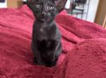 The Addams Family - Oriental Kitten For Sale - Minneapolis, MN, US