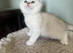 British shorthair exotic silver - British Shorthair Kitten For Sale - CA, US