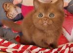 Nice - British Shorthair Kitten For Sale - Hollywood, FL, US