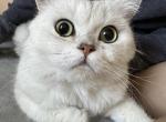 British shorthair silver male boy - British Shorthair Cat For Sale - 