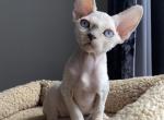 Ian - Devon Rex Kitten For Sale - Norwalk, CT, US