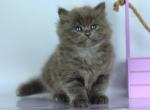 Lipsy - Siberian Kitten For Sale - Norwalk, CT, US