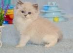 Iris - Ragdoll Kitten For Sale - 