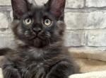 Patrick - Maine Coon Kitten For Sale - Houston, TX, US