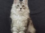 Boris - Maine Coon Kitten For Sale - Houston, TX, US