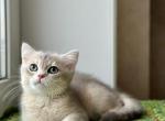 Frigata - British Shorthair Kitten For Sale - Gurnee, IL, US