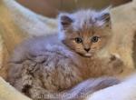 Blue mitted sepia - Ragdoll Kitten For Sale - Farmville, VA, US