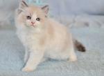 Imar - Ragdoll Kitten For Sale - 