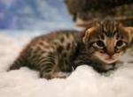 F3 Savannah Boy blue collar - Savannah Kitten For Sale - Lakeland, FL, US