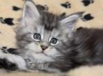 Anastasia - Maine Coon Kitten For Sale - NY, US