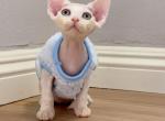 White boy - Devon Rex Kitten For Sale - Fontana, CA, US