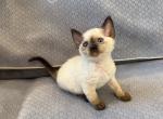 Seal pointed Girl - Devon Rex Kitten For Sale - Fontana, CA, US