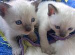 Eclipse - Siamese Kitten For Sale - Raleigh, NC, US