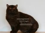 Summer and Bastain - British Shorthair Kitten For Sale - Dallas, TX, US