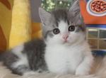 blue lynx bicolor shortleg boy - Munchkin Cat For Sale - Fontana, CA, US