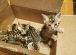 bengal kittens - Bengal Kitten For Sale - 